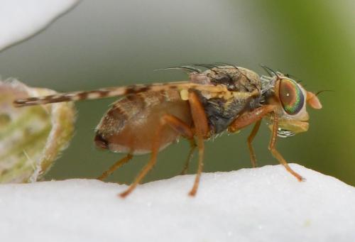 Réf. 271 110 : Oxyna flavipennis